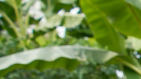 A man holding up his hands covered in mud, stood in front of palm plants.