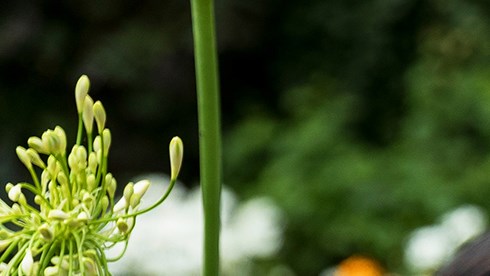 Four children stood in a garden, looking at flowers through a magnifying glass.